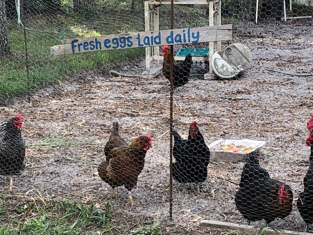 Fresh Chicken and Duck Eggs for Sale